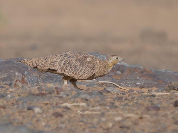 <h3><a href="/trips/marokko/biota/animalia/chordata/aves/025 pterocliformes/001 pteroclidae/pterocles coronatus/pterocles coronatus-nl.html">Pterocles&nbsp;coronatus</a> / Crowned&nbsp;sandgrouse / Kroonzandhoen</h3>OM-1 Mark II met OLYMPUS M.150-400mm F4.5 TC, 1/2000 sec  bij F5.6, ISO 320, afstand 41.4&nbsp;m